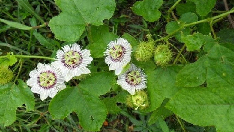 Cây dược liệu cây Lạc tiên, Nhãn lồng, hay chùm bao - Passiflora foetida