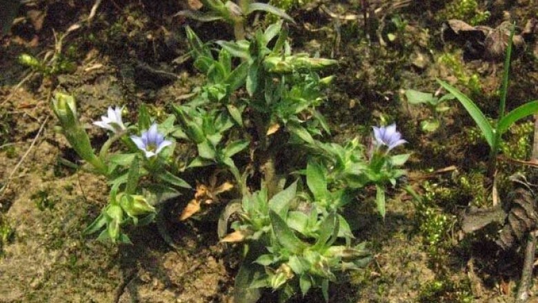 Cây dược liệu cây Long đởm, Đinh - Gentiana lourerii 