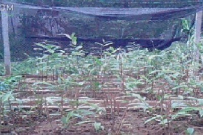 Quy trình kỹ thuật xây dựng vườn ươm và nhân giống Sa Nhân