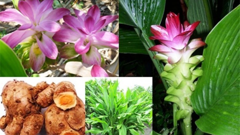 Cây dược liệu Cây Nghệ Rễ Vàng - Curcuma Zanthorrhiza Roxb