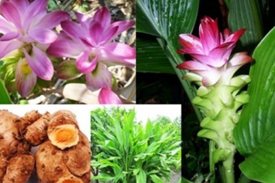 Cây dược liệu Cây Nghệ Rễ Vàng - Curcuma Zanthorrhiza Roxb