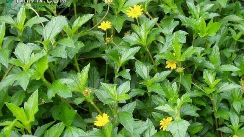 Cây dược liệu cây Sài đất, Cúc nháp, Ngổ núi, Húng trám - Wedelia chinensis