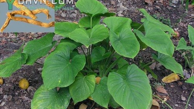 Cây dược liệu cây Thiên niên kiện, Sơn thục, Thần phục - Homalomena occulta 
