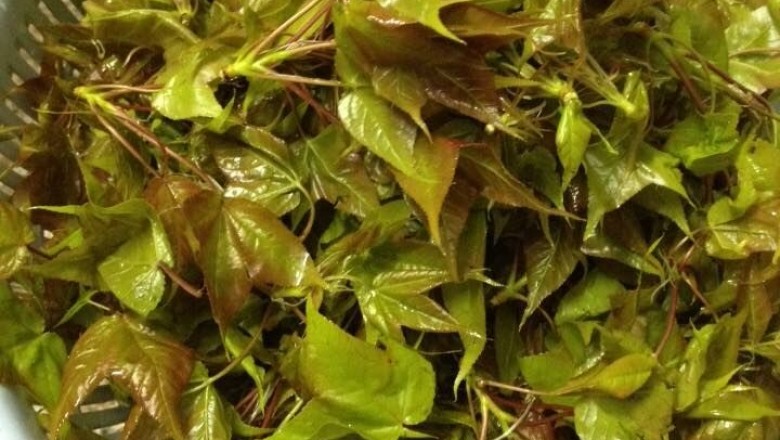 Lá Cây sau sau vừa là rau vừa là thuốc quý