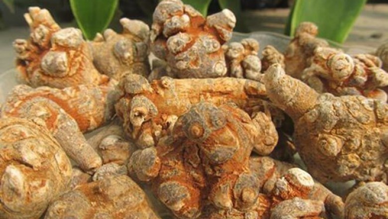 Công dụng và cách dùng, cách sơ chế Tam Thất, Phân biệt củ Tam Thất thật giả