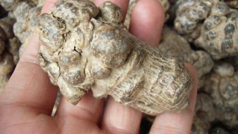 Chia sẻ kinh nghiệm chọn mua củ Tam thất, Bột tam thất được loại tốt