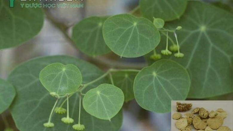 Cây dược liệu cây Phấn phòng kỷ, Củ dòm, Củ gà ấp - Stephania tetrandra S Mooretiana lourerii 