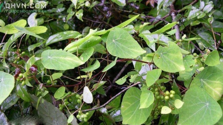 Cây dược liệu cây Cù dòm, Củ gà ấp - Stephania dielsiana Y.C. Wu