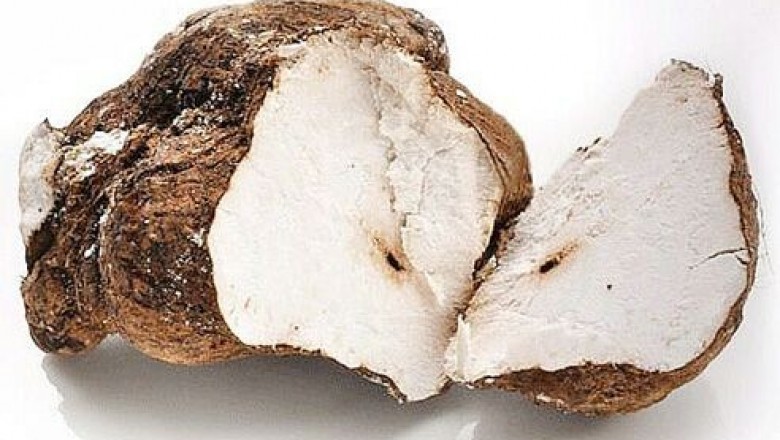 Cây dược liệu cây Phục linh - Poria cocos (Schw.) Wolf