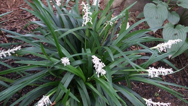 Cây dược liệu cây Mạch môn - Ophiopogon japonicus (L.f) Ker- Gawl