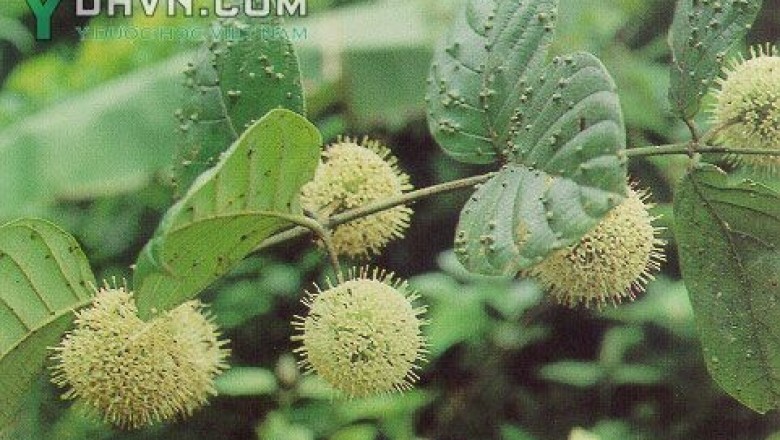 Cây dược liệu cây Câu đằng Bắc, Dây móc câu, Dây đắng quéo hay Móc ó - Uncaria homomalla Miq