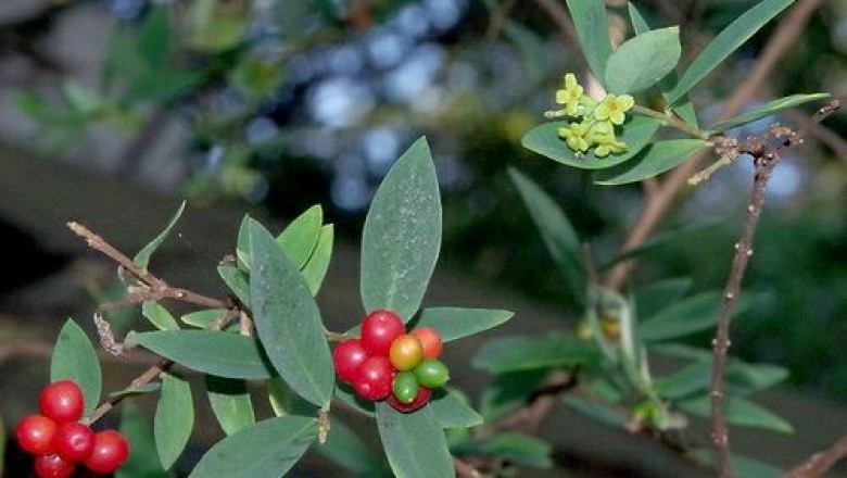 Cây dược liệu cây Niệt dó, Dó niệt, Dó chuột - Wikstroemia indica (L.) C.A. Mey