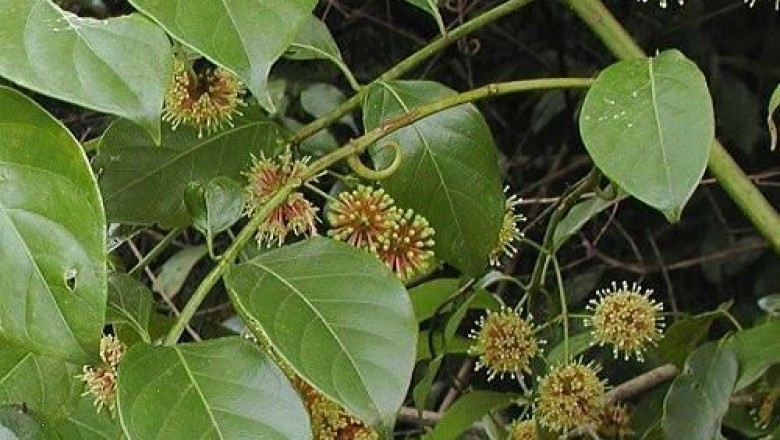 Cây dược liệu cây Câu đằng, Vuốt lá mỏ - Uncaria rhynchophylla (Miq.) Jacks