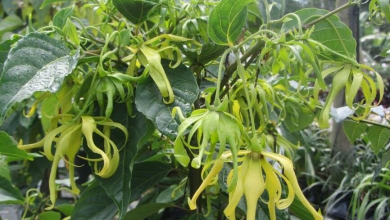 Cây dược liệu cây Ngọc lan tây, Hoàng lan - Cananga odorata (Lam.) Hook. f..et Thoms