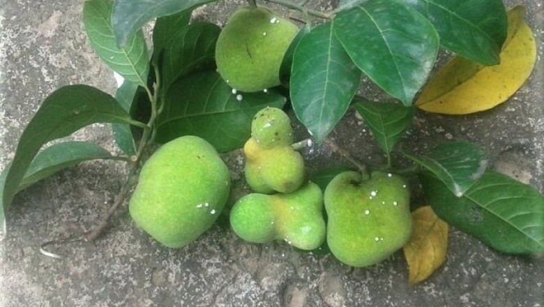 Cây dược liệu cây Chay Bắc bộ, Chay vỏ tía - Artocarpus tonkinensis A. Chev ex Gagnep