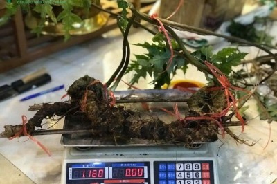 Hoàng Liên Sơn: Người dân đào được củ Tam thất hoang, Tiết trúc nhân sâm nặng 1kg cực quý hiếm