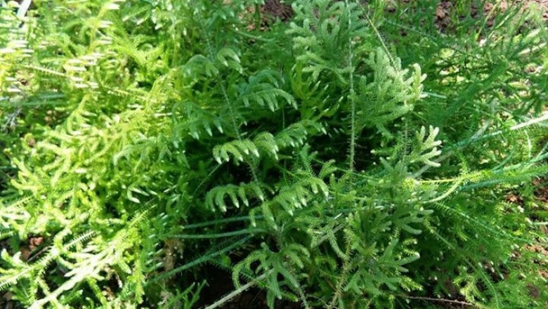 Cây dược liệu cây Thông đất - Lycopodiella cernua (L.) Pie. - Serm. (Lycopodium cernuum L.)