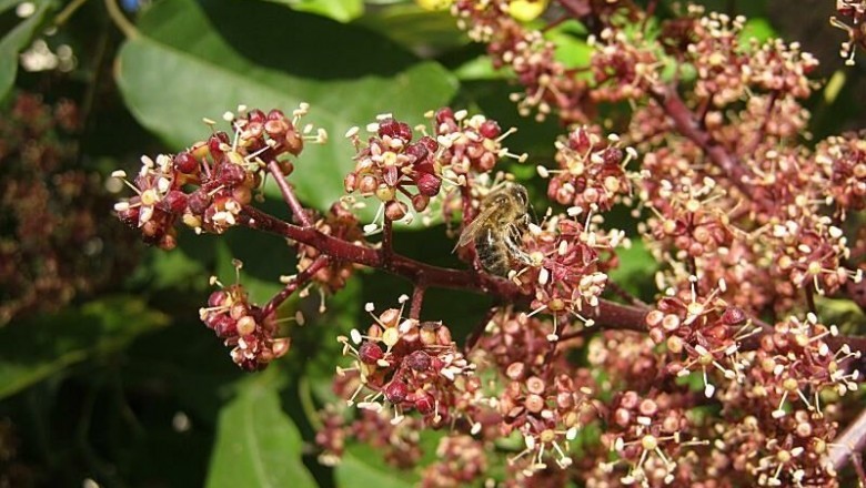 Cây dược liệu cây Chân chim gân dày, Chân chim mày, Ngũ gia bì leo - Schefflera venulosa (Wight et Arn) Harms (Paratropia venulosa Wight et Arn)