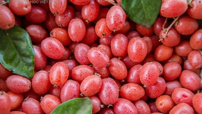Cây dược liệu cây Nhót, Lót- Elaeagnus latifolia L