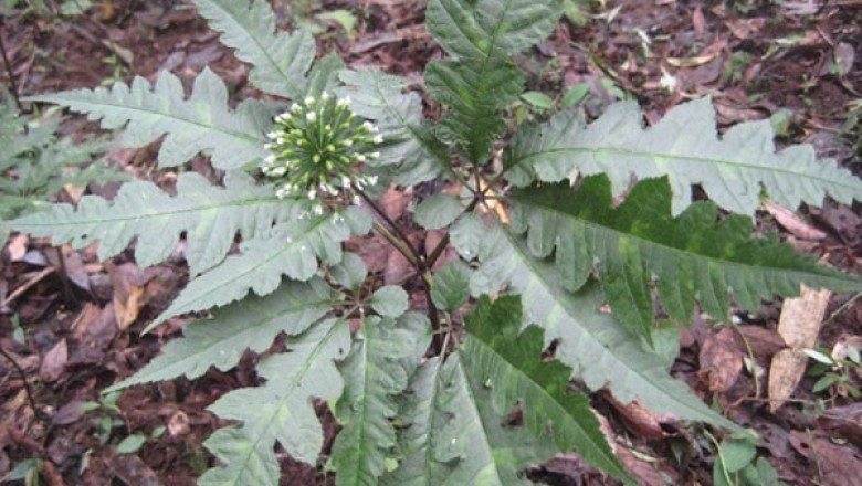 Cây dược liệu cây Tam thất hoang - Panax bipinnatifidus Seem