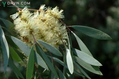 Cây dược liệu cây Tràm gió - Melaleuca cajeputi Powell (M. minor Sm.)