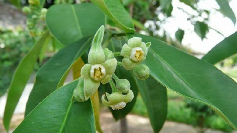 Cây dược liệu cây Trầm, Trầm hương, Trầm dó - Aquilaria crassna Pierre ex Lecomte