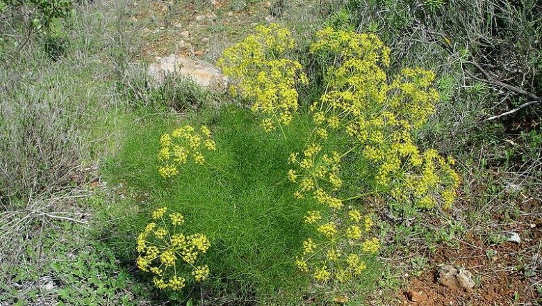 Cây dược liệu cây Tiểu hồi, Tiểu hồi hương - Foeniculum vulgare Mill