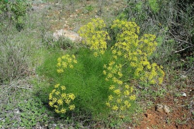 Cây dược liệu cây Tiểu hồi, Tiểu hồi hương - Foeniculum vulgare Mill