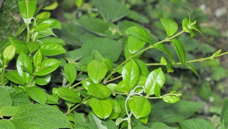 Nông Dân thu nhập không ngờ từ trồng Dược Liệu quý Cây Dây Thìa Canh tại Nam Định