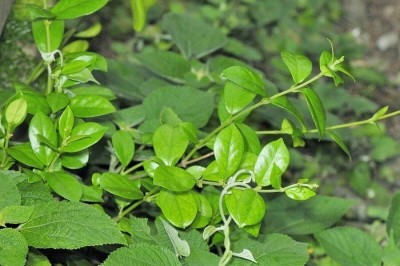 Nông Dân thu nhập không ngờ từ trồng Dược Liệu quý Cây Dây Thìa Canh tại Nam Định