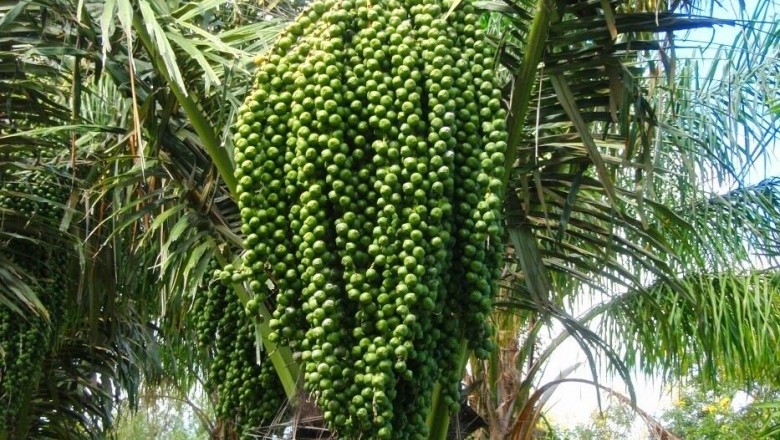 Cây dược liệu cây Báng, Búng báng, Ðoác, Quang lang, Đao rừng - Arenga pinnata (Wurmb) Merr