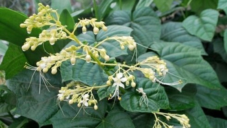 Cây dược liệu cây Bạch đồng nữ, Mò hoa trắng - Clerodendrum viscosum Vent