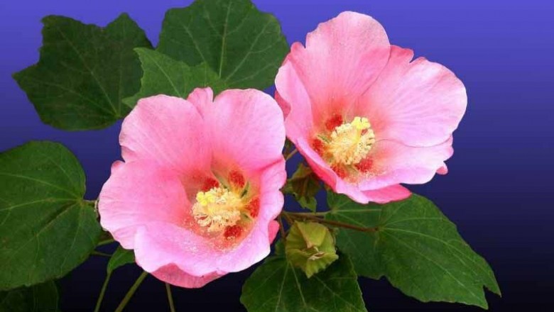 Cây dược liệu cây Phù dung - Hibiscus mutabilis L