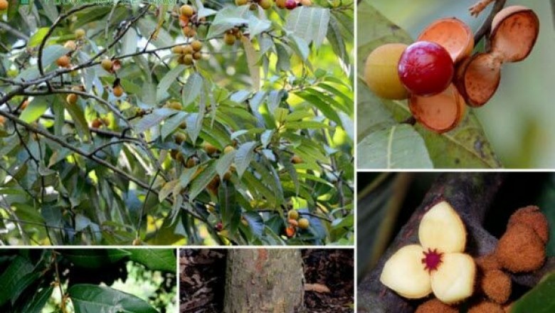 Cây dược liệu cây Máu chó - Knema globularia (Lam) Warb