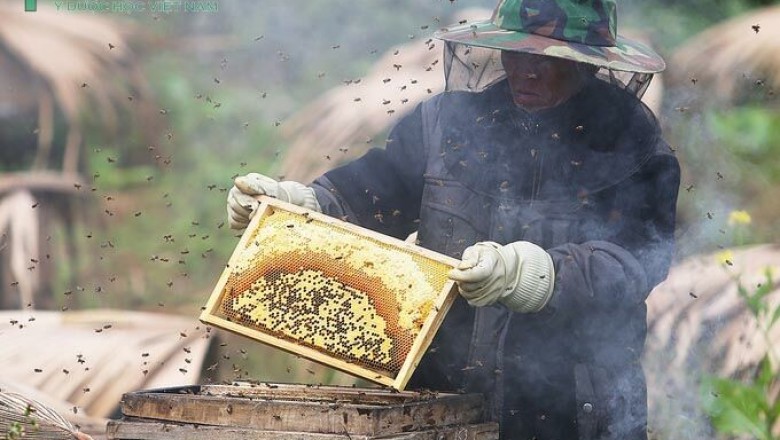 Mùa thu hoạch Mật Ong bạc hà ở cao nguyên đá Hà Giang