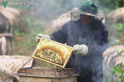 Mùa thu hoạch Mật Ong bạc hà ở cao nguyên đá Hà Giang