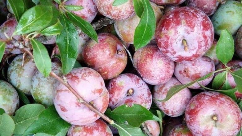 Cây dược liệu cây Mận - Prunus salicina Lindl. var. salicina (P.triflora Roxb)