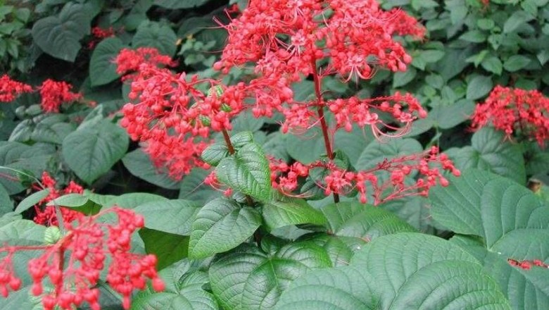 Cây dược liệu cây Xích đồng, Mò đỏ - Clerodendrum japonicum (Thunb.) Sweet (Volkameria japonica Thunb., C. kaempferi (Jacq.) Sieb. ex Hassk.)