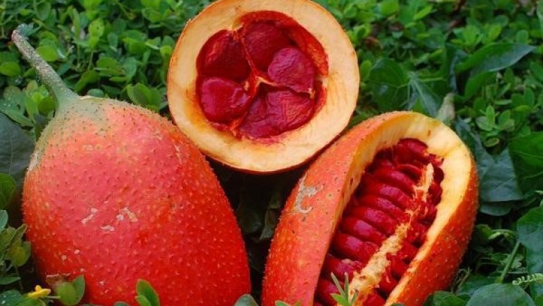 Thông tin nghiên cứu Dược liệu Gấc