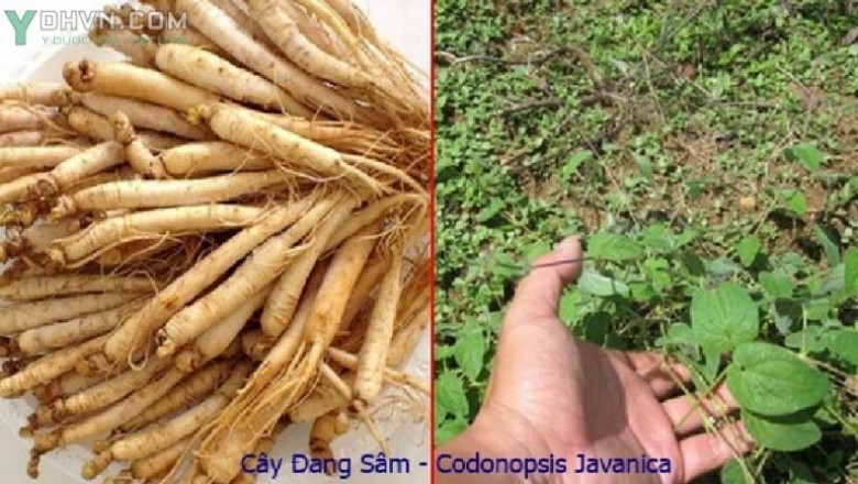 Cây dược liệu cây Ðảng sâm, sâm dây ngọc linh, Sâm dây, Sâm leo, Dùi gà - Codonopsis javanica