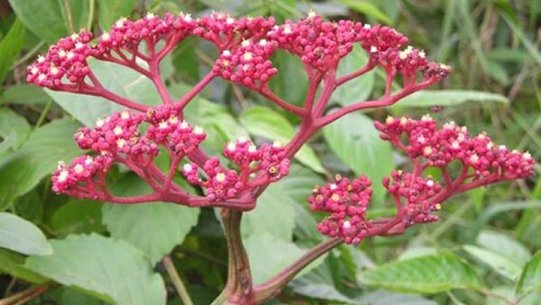 Cây dược liệu cây Gối hạc bằng, Gối hạc đen, Gối hạc nhăn, Gối hạc nhọn, Gối hạc trắng
