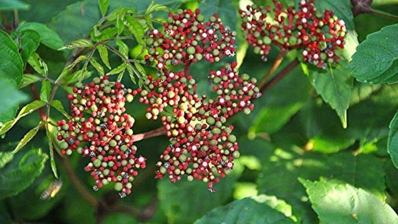 Cây dược liệu cây Gối hạc, Ðơn gối hạc, Củ rối, cây mũn - Leea rubra Blunne