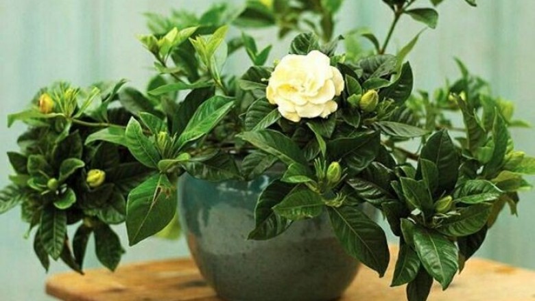 Công dụng và tác dụng, bài thuốc đông y chữa bệnh từ cây Dành Dành 