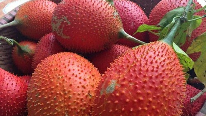 Cây dược liệu cây Gấc - Momordica cochinchinensis (Lour.) Spreng
