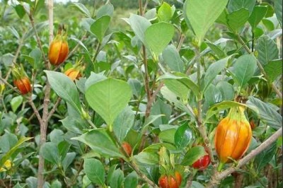 Cây dành dành có chữa được bệnh gan?