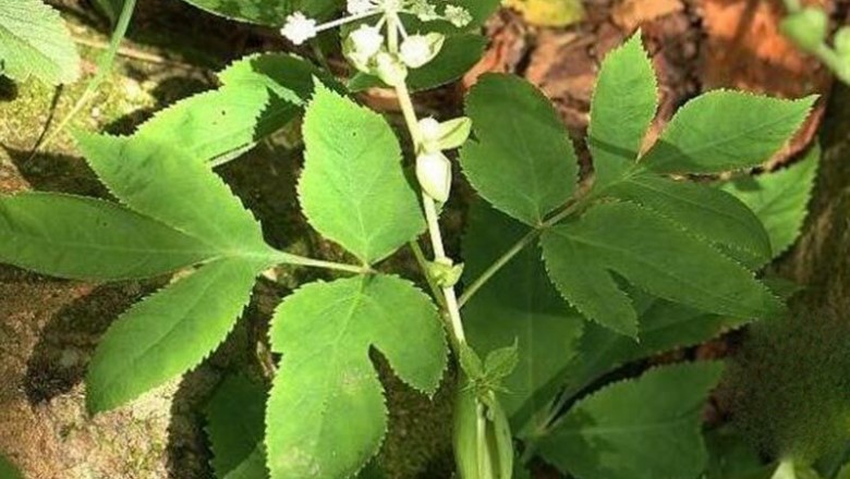 Cây dược liệu cây Độc hoạt, Đương quy lông - Angelica pubescens Maxim f. biserrata Shan et Yuan
