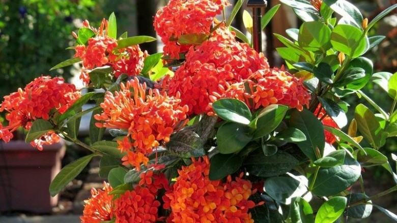 Cây dược liệu cây Đơn đỏ, Mẫu đơn, Trang son, Bông trang đỏ - Ixora coccinea L.