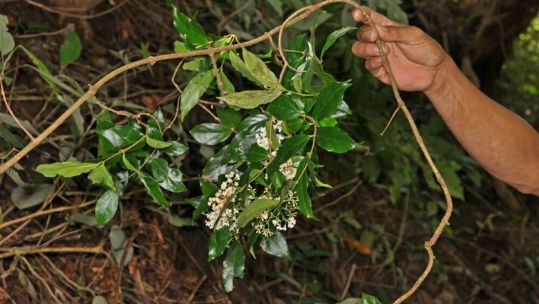 Cây dược liệu cây Đỗ trọng dây, Đỗ trọng dây vỏ hồng,  Đỗ trọng nam