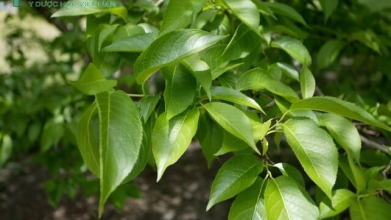 Cây dược liệu cây Đỗ trọng - Eucommia ulmoides Oliv