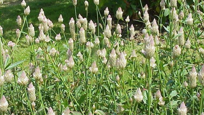 Cây dược liệu cây Mào gà trắng, Mào gà đuôi nheo - Celosia argentea L
